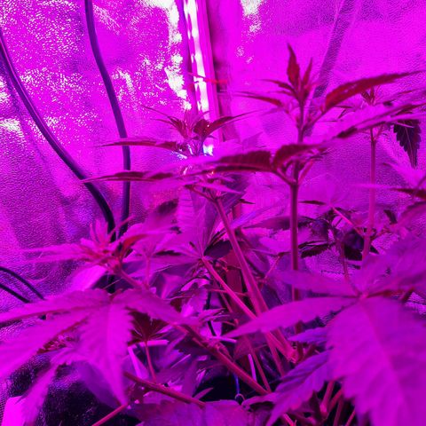 Quick One growlog timeline photo