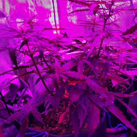 1 Royal Bluematic/ 1 Royal Haze growlog timeline photo