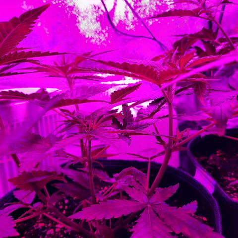1 Royal Bluematic/ 1 Royal Haze growlog timeline photo
