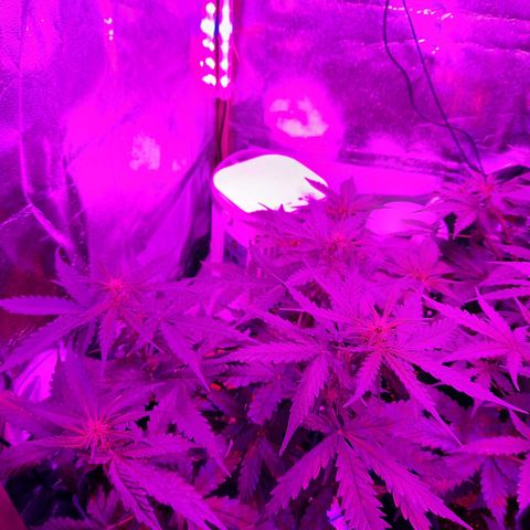 1 Royal Bluematic/ 1 Royal Haze growlog timeline photo