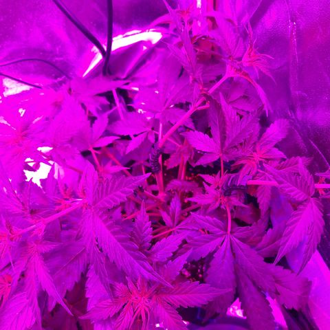 Quick One growlog timeline photo