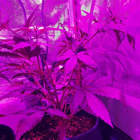 Quick One growlog timeline photo