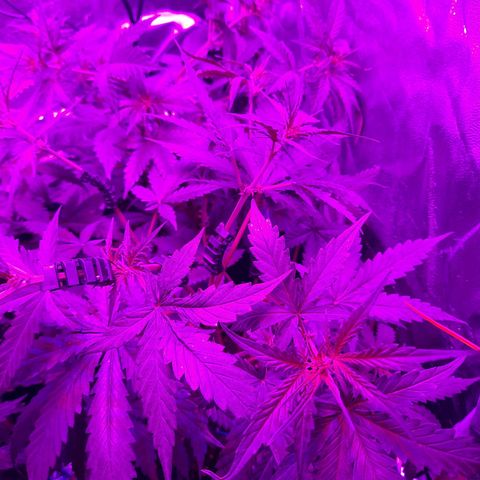 Quick One growlog timeline photo