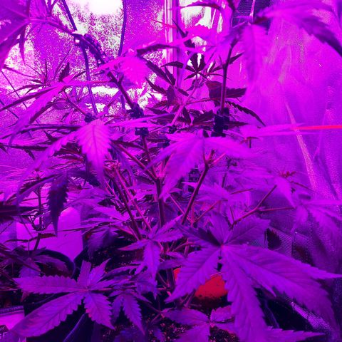 Quick One growlog timeline photo