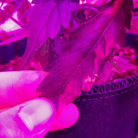 1 Royal Bluematic/ 1 Royal Haze growlog timeline photo