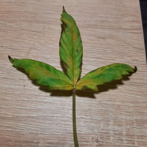 1 Royal Bluematic/ 1 Royal Haze growlog timeline photo
