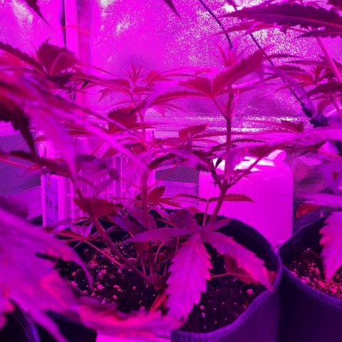 1 Royal Bluematic/ 1 Royal Haze growlog timeline photo