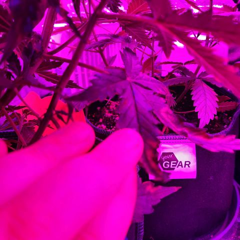 1 Royal Bluematic/ 1 Royal Haze growlog timeline photo