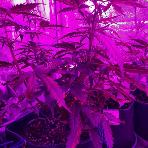 1 Royal Bluematic/ 1 Royal Haze growlog timeline photo