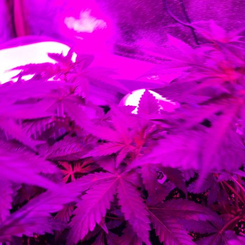 1 Royal Bluematic/ 1 Royal Haze growlog timeline photo
