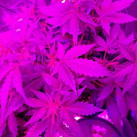 Quick One growlog timeline photo
