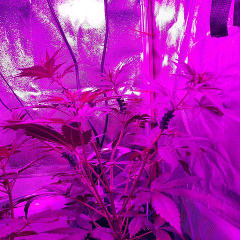 Quick One growlog timeline photo