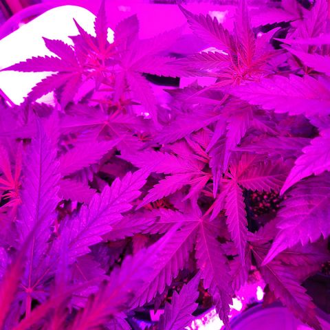 Quick One growlog timeline photo