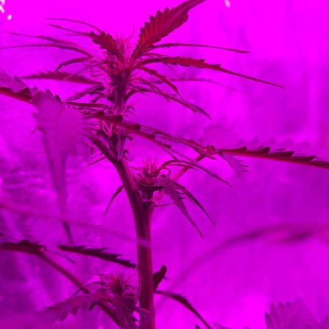 1 Royal Bluematic/ 1 Royal Haze growlog timeline photo