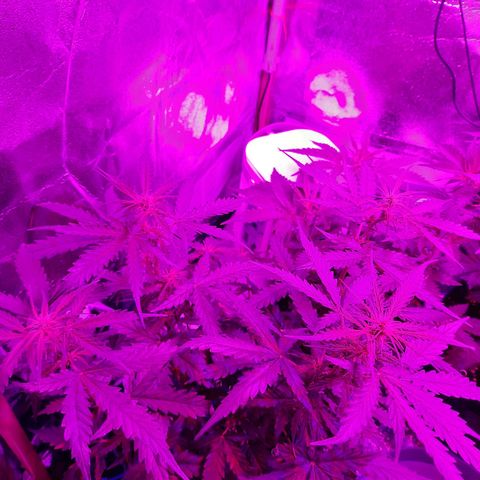 1 Royal Bluematic/ 1 Royal Haze growlog timeline photo
