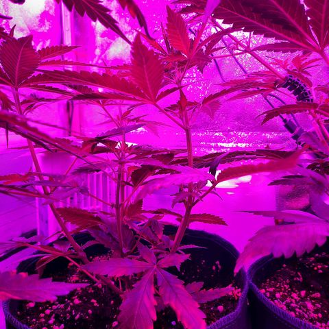 1 Royal Bluematic/ 1 Royal Haze growlog timeline photo
