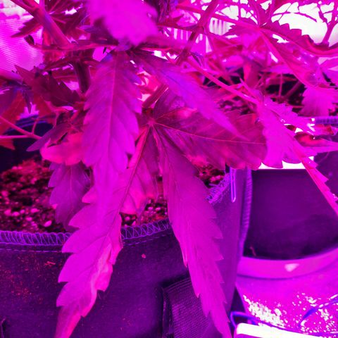 1 Royal Bluematic/ 1 Royal Haze growlog timeline photo