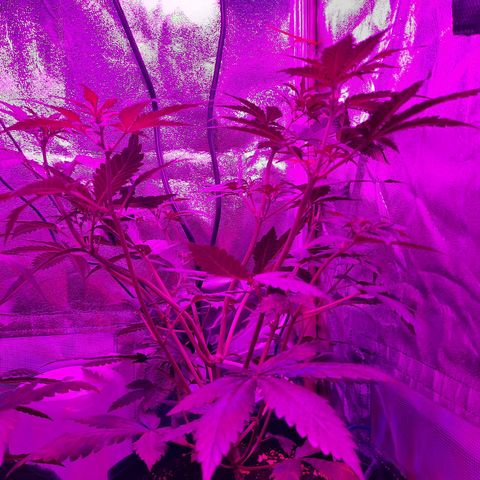 Quick One growlog timeline photo