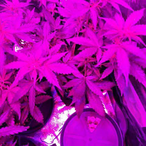 Quick One growlog timeline photo