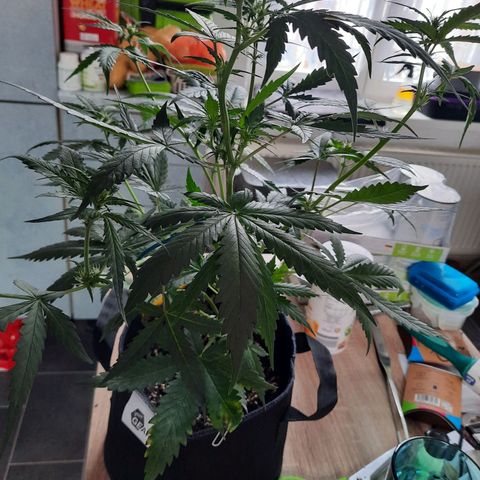 Quick One growlog timeline photo