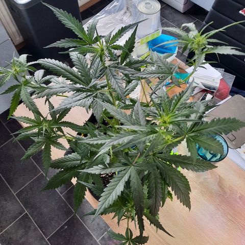 Quick One growlog timeline photo