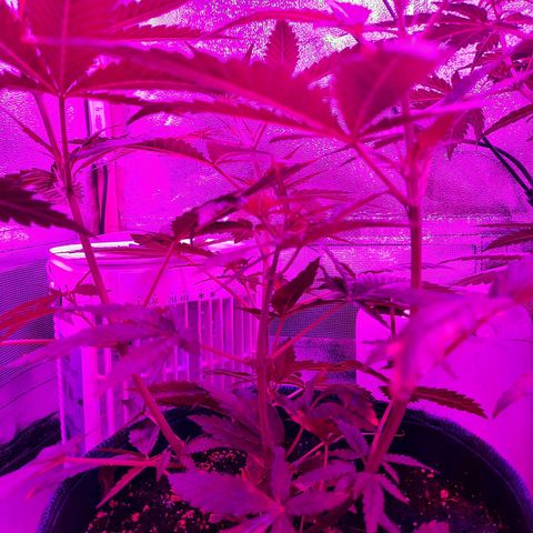 1 Royal Bluematic/ 1 Royal Haze growlog timeline photo