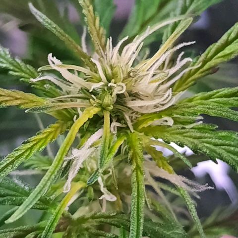 1 Royal Bluematic/ 1 Royal Haze growlog timeline photo