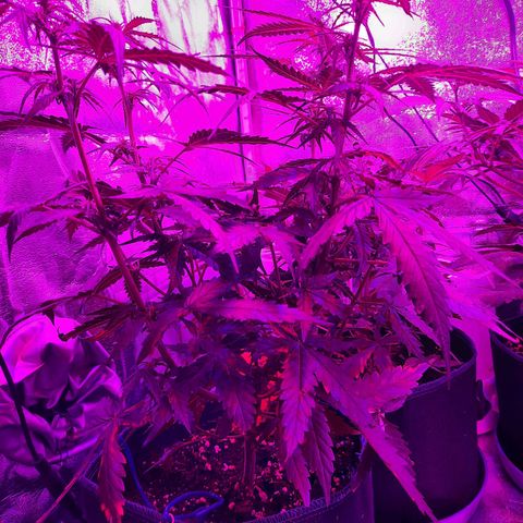1 Royal Bluematic/ 1 Royal Haze growlog timeline photo
