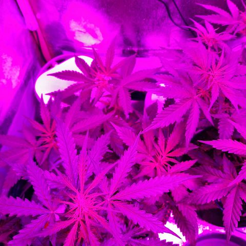 1 Royal Bluematic/ 1 Royal Haze growlog timeline photo