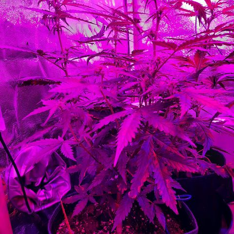 1 Royal Bluematic/ 1 Royal Haze growlog timeline photo