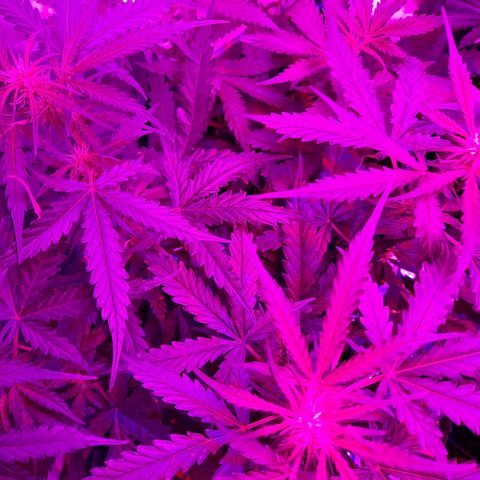 1 Royal Bluematic/ 1 Royal Haze growlog timeline photo