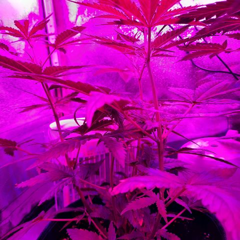 1 Royal Bluematic/ 1 Royal Haze growlog timeline photo