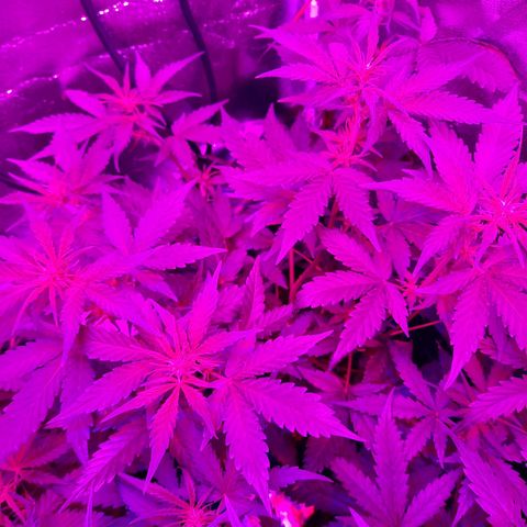 Quick One growlog timeline photo