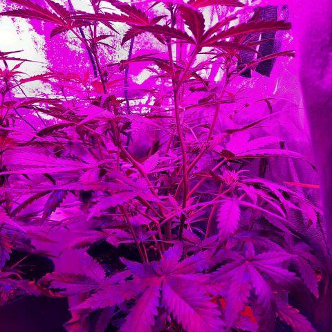 Quick One growlog timeline photo