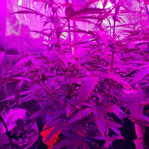 1 Royal Bluematic/ 1 Royal Haze growlog timeline photo