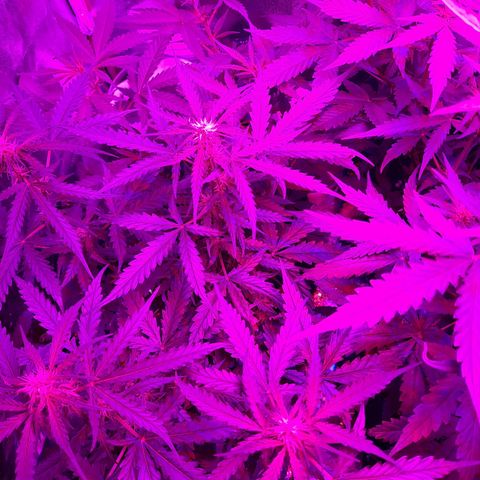 1 Royal Bluematic/ 1 Royal Haze growlog timeline photo