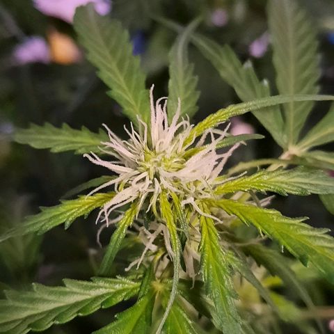 1 Royal Bluematic/ 1 Royal Haze growlog timeline photo