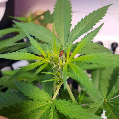 1 Royal Bluematic/ 1 Royal Haze growlog timeline photo