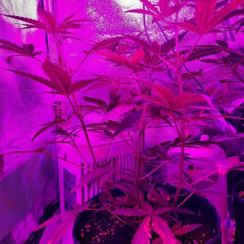 1 Royal Bluematic/ 1 Royal Haze growlog timeline photo
