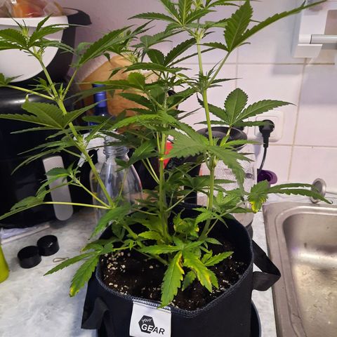 1 Royal Bluematic/ 1 Royal Haze growlog timeline photo