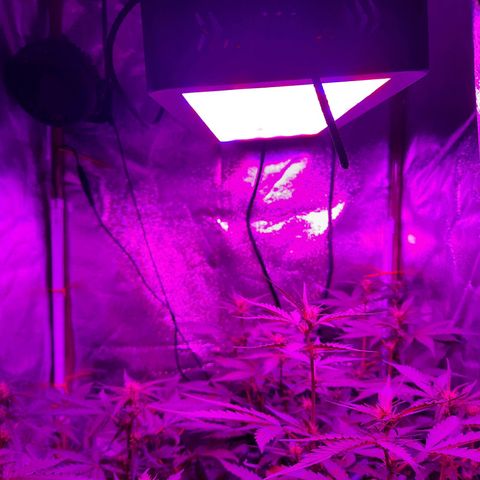 Quick One growlog timeline photo