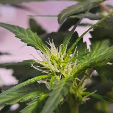 Quick One growlog timeline photo