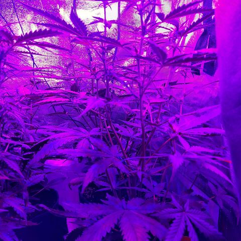 Quick One growlog timeline photo