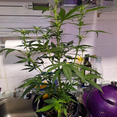 Quick One growlog timeline photo