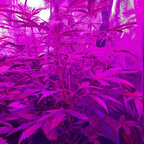 Quick One growlog timeline photo