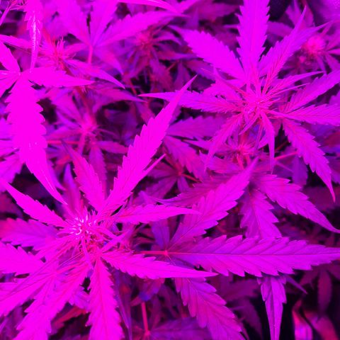 Quick One growlog timeline photo