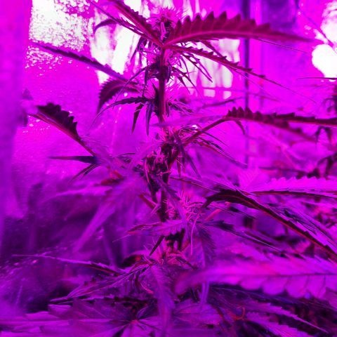 1 Royal Bluematic/ 1 Royal Haze growlog timeline photo