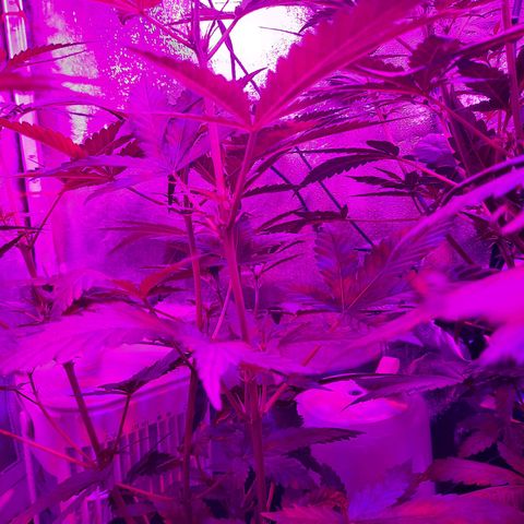 1 Royal Bluematic/ 1 Royal Haze growlog timeline photo