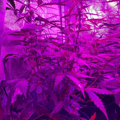 1 Royal Bluematic/ 1 Royal Haze growlog timeline photo