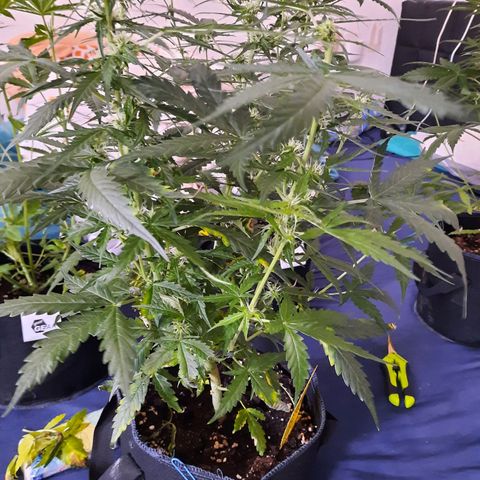 1 Royal Bluematic/ 1 Royal Haze growlog timeline photo